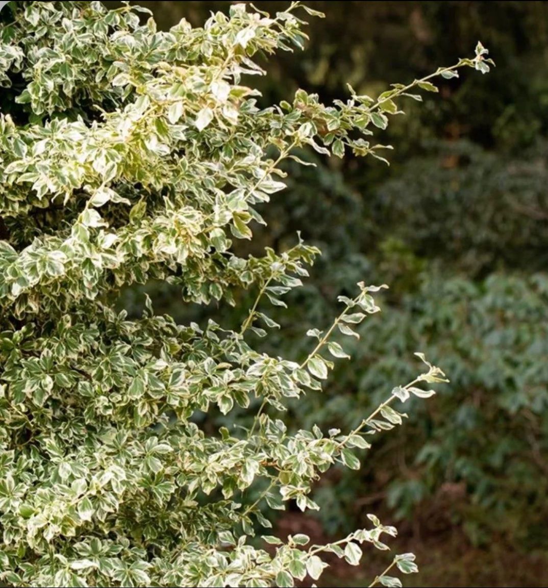 Piante & sementi: EUONYMUS FORTUNEI - Kriechspindelstrauch – Nuovo (secondo la descrizione) da Buchs AG venduto da fischli610 6