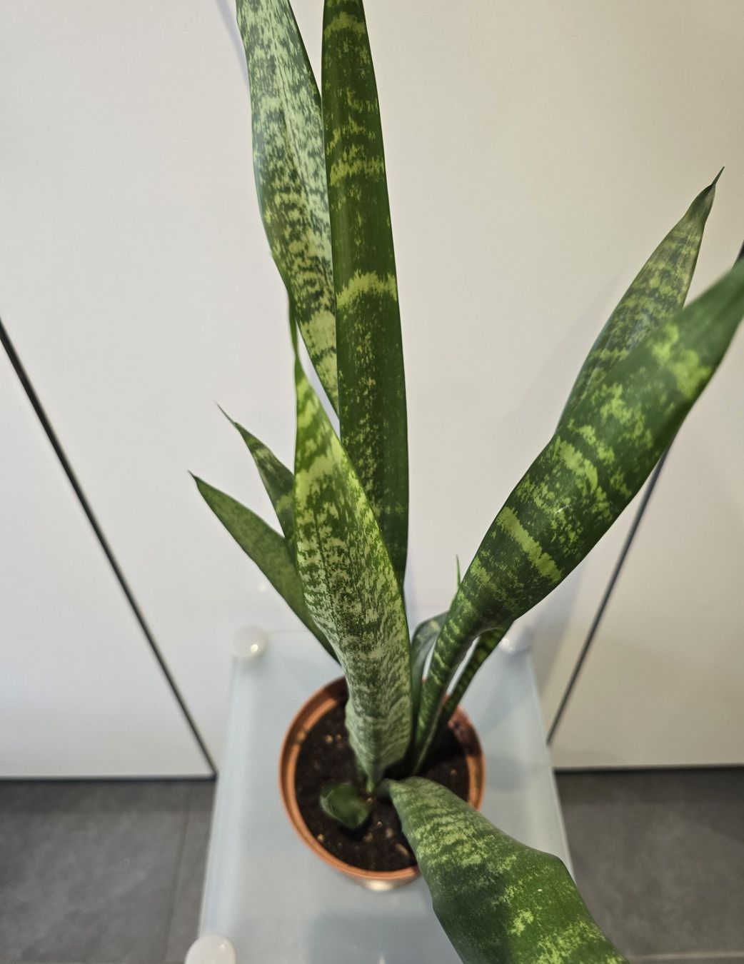 Piante & sementi: Pflanze Sansevieria / Bogenhanf 68 cm – Usato da Oetwil an der Limmat venduto da dhantal 5