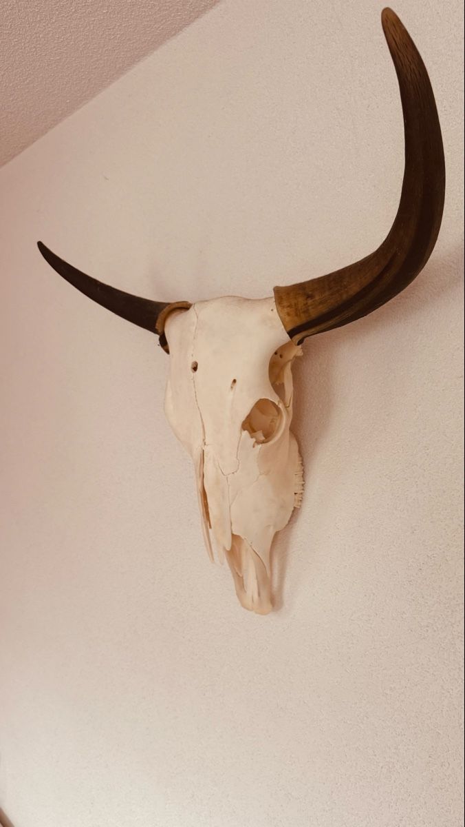 Tutte le decorazioni: Real Swiss Yak Skull – Usato da Greng venduto da mjg_67wd 1