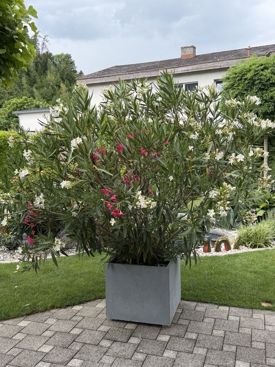 Piante & sementi: Wunderschöner Oleander mit Topf – Usato da Domat-Ems venduto da Ursuls