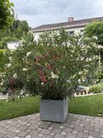 Wunderschöner Oleander mit Topf