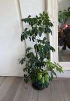 Pflanzen Blumen Pflanzentopf Blumentopf Topf