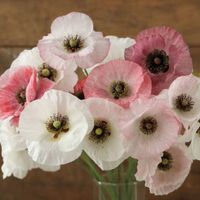 300 Samen MOTHER OF PEARL Mohn / Klatschmohn