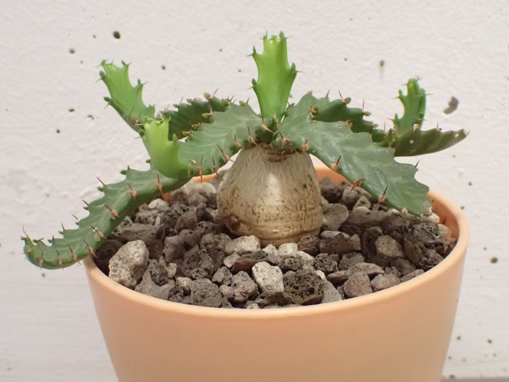 Pflanzen & Samen: Euphorbia stellata – Gebraucht aus Comano von che_8lc2