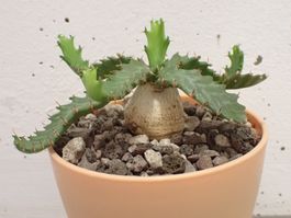 Euphorbia stellata