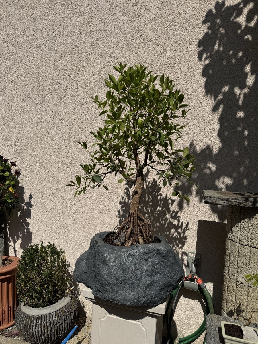 Piante & sementi: Ficus Bonsai im "Stein" 120cm – Usato da Rümlang venduto da Gruseh.ch 1