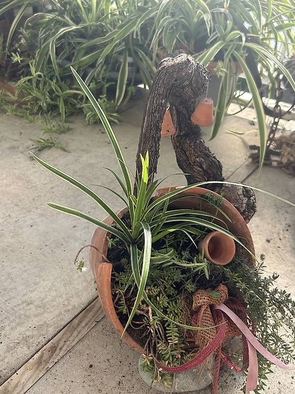 Vasi per fiori: Liegender Blumentopf bepflanzt  – Nuovo e nell'imballaggio originale da Frauenfeld venduto da Irene.Schuppli 1