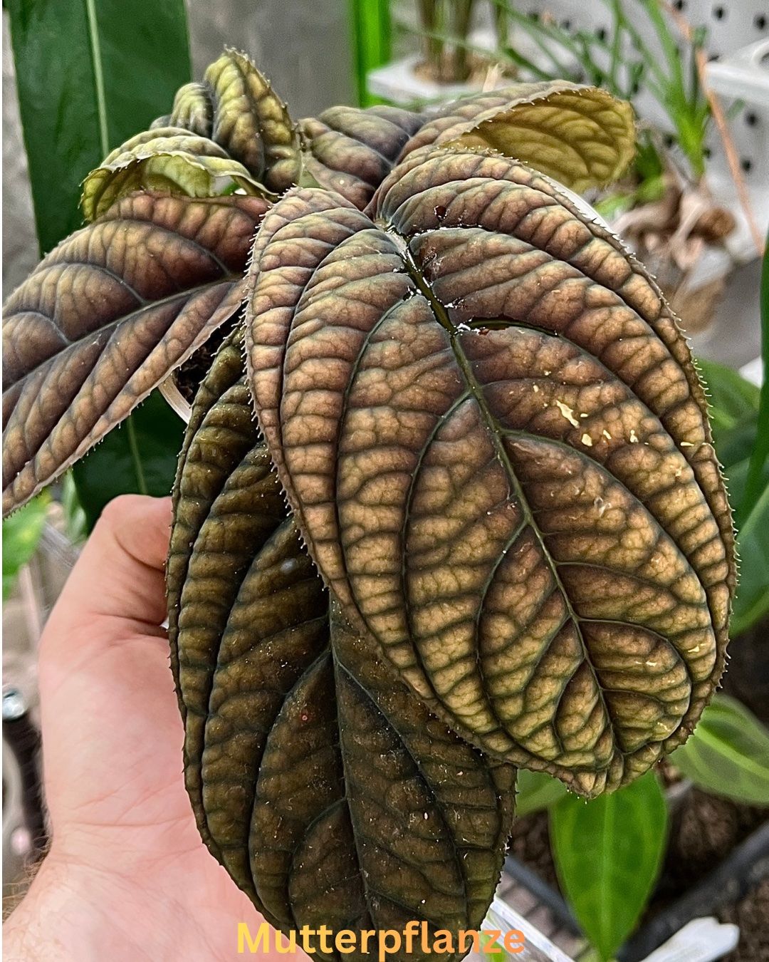 Piante & sementi: Acranthera sp. Thailand – Nuovo e nell'imballaggio originale da Gelterkinden venduto da pflanz_doch_was