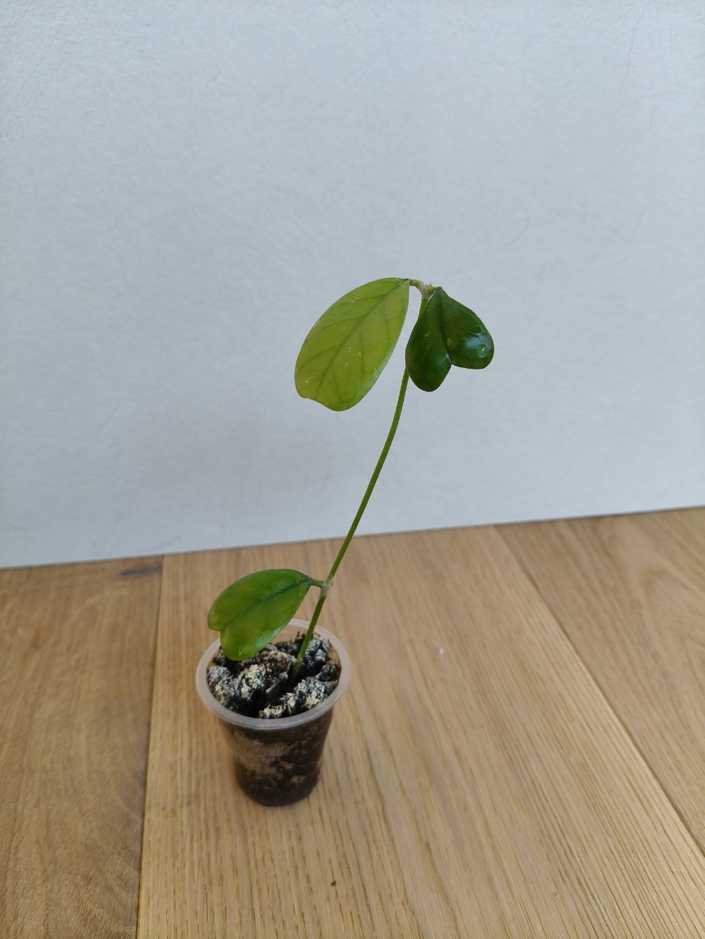 Piante & sementi: Hoya Daykeae – Usato da Chamoson venduto da Yuriyaa 2