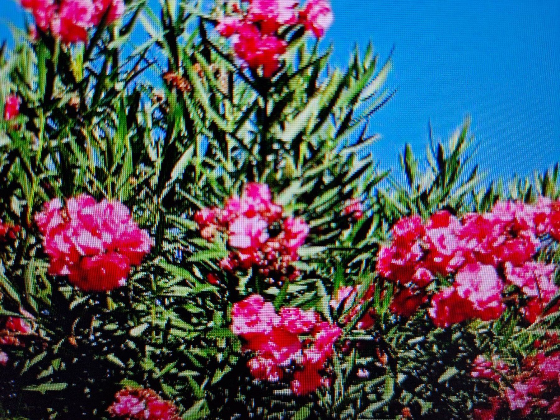 Piante & sementi: Oleander dunkelrosa blühend, Terrassenpflanze – Usato da Münchenbuchsee venduto da Aare22 9