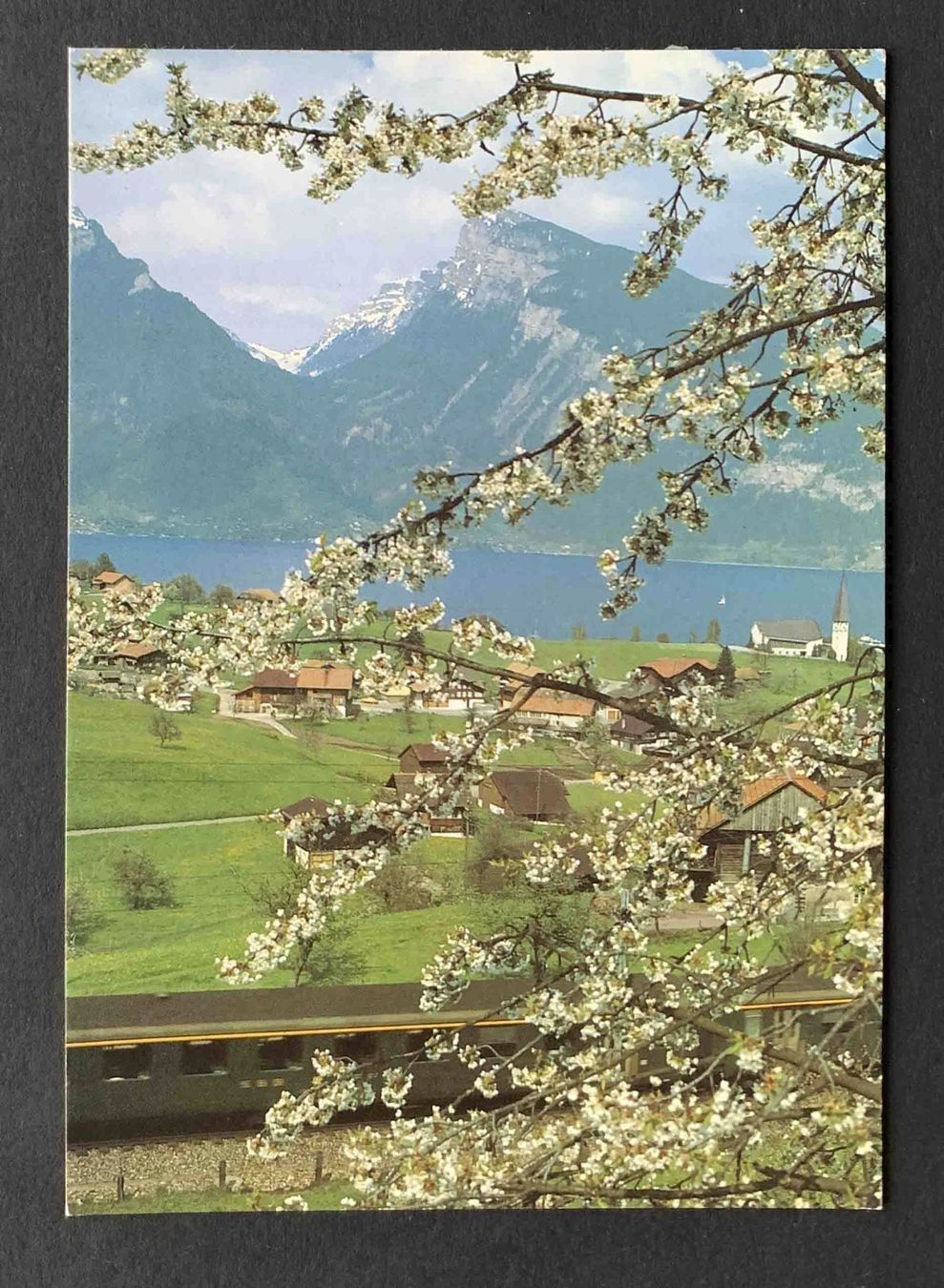 Cartoline postali: AK Spiez am Thunersee SBB Karte – Usato da Goldau venduto da artelier1