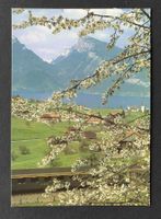 AK Spiez am Thunersee SBB Karte