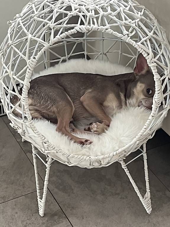 Cucce & Letti: katzen hundekorb weiss  – Usato da Adligenswil venduto da balboa5 1