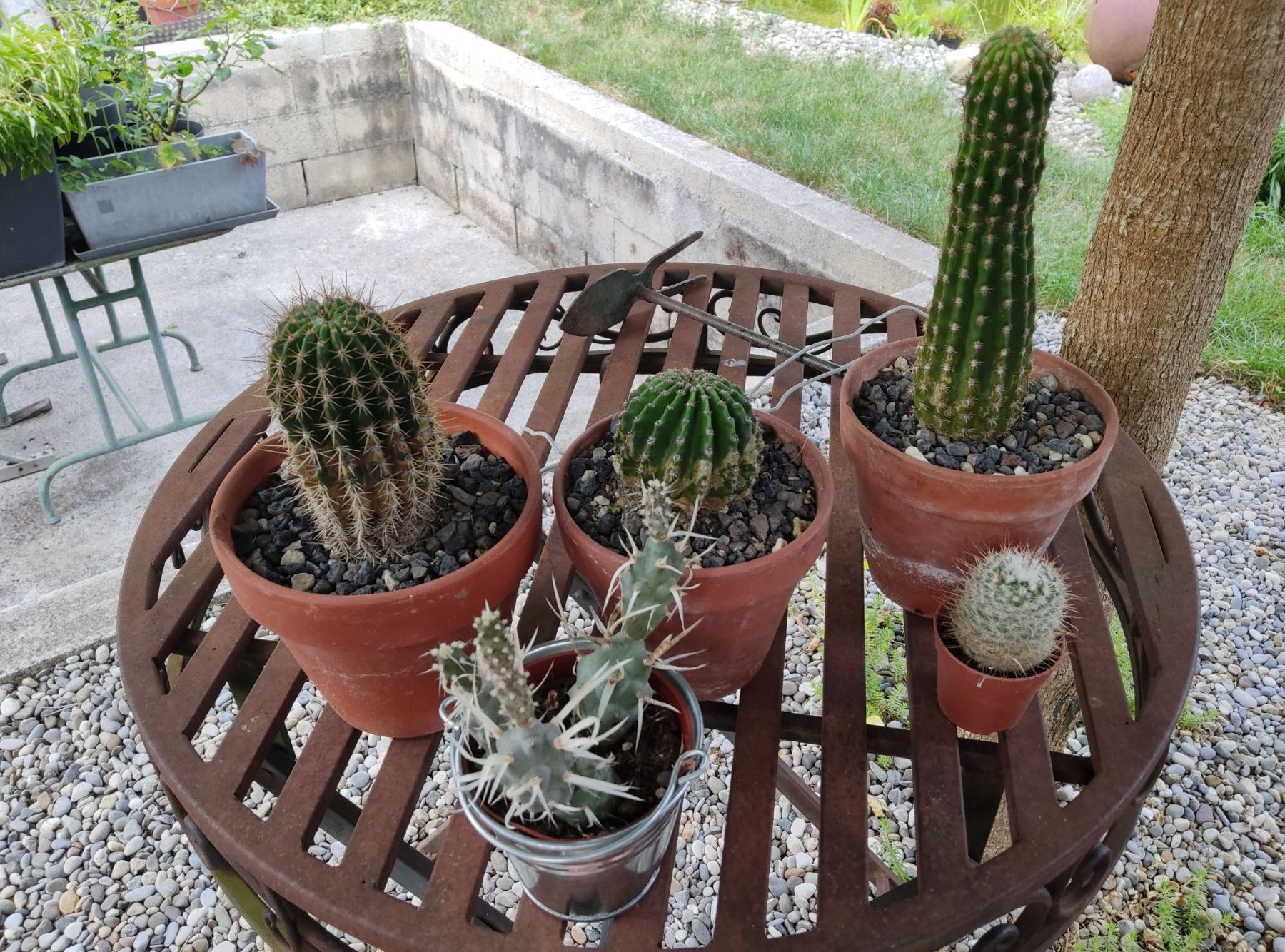Plantes & graines: Lot de cactus – D'occasion à Vicques par prairie0809
