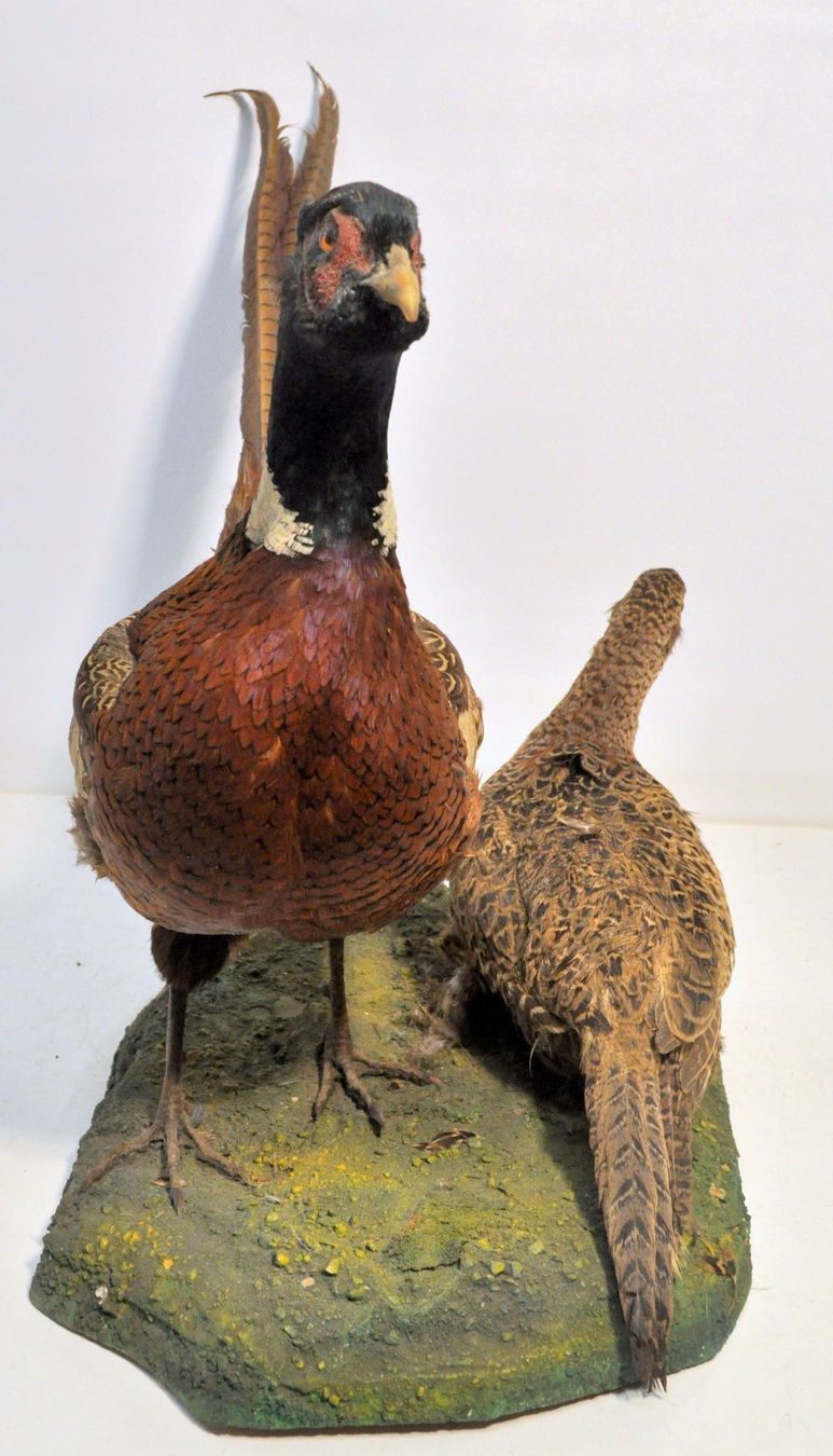 Il mondo degli animali: Couple de faisans naturalisés – Usato da Neuchâtel venduto da Neuchatel 2