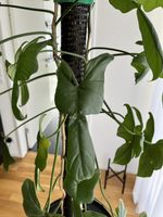  Philodendron violin