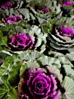 Zierkohl "BRASSICA OLERACEA", H: 15 - 30cm. Zierpflanze