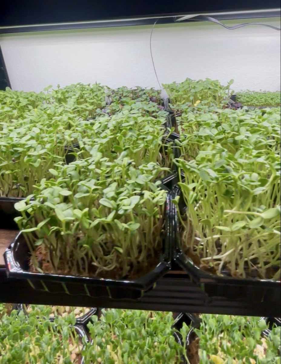 Pflanzen & Samen: Keimlinge/Microgreens Grenchen – Neu (gemäss Beschreibung) aus Grenchen von mar_hhk8 3