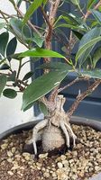 Bonsaï Ficus Ginseng  env. 34 cm, avec pot