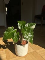 Alocasia Portodora / Portora