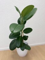 FICUS ELASTICA ROBUSTA Pflanze, Gummibaum 89 cm