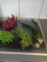 XL Pflanzenpaket Wasserpflanzen Aquarium