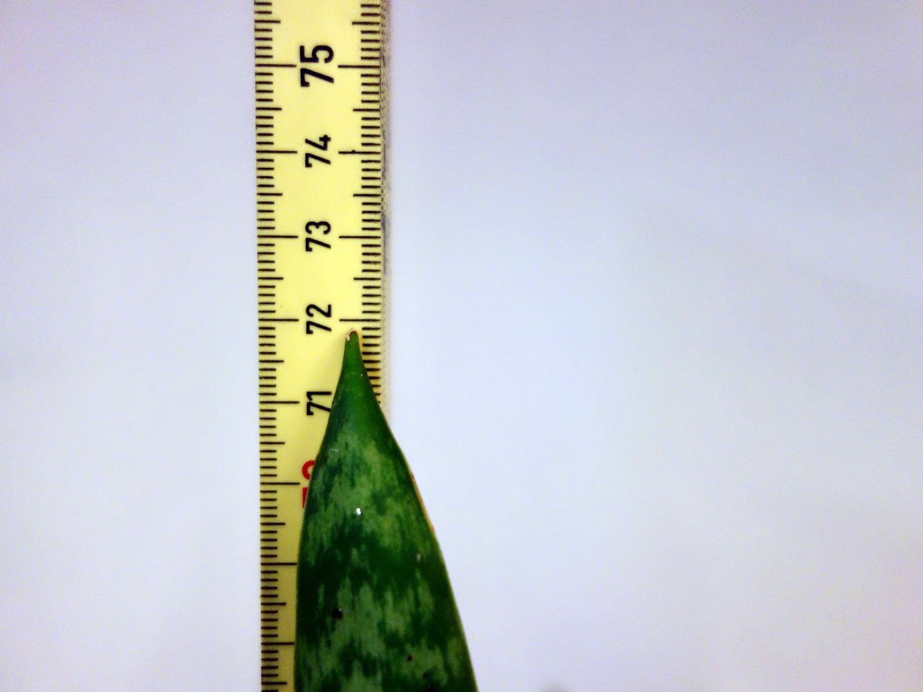 Piante & sementi: Bogenhanf Sansevieria Trifasciata – Nuovo (secondo la descrizione) da Kerzers venduto da zimmergruen 6