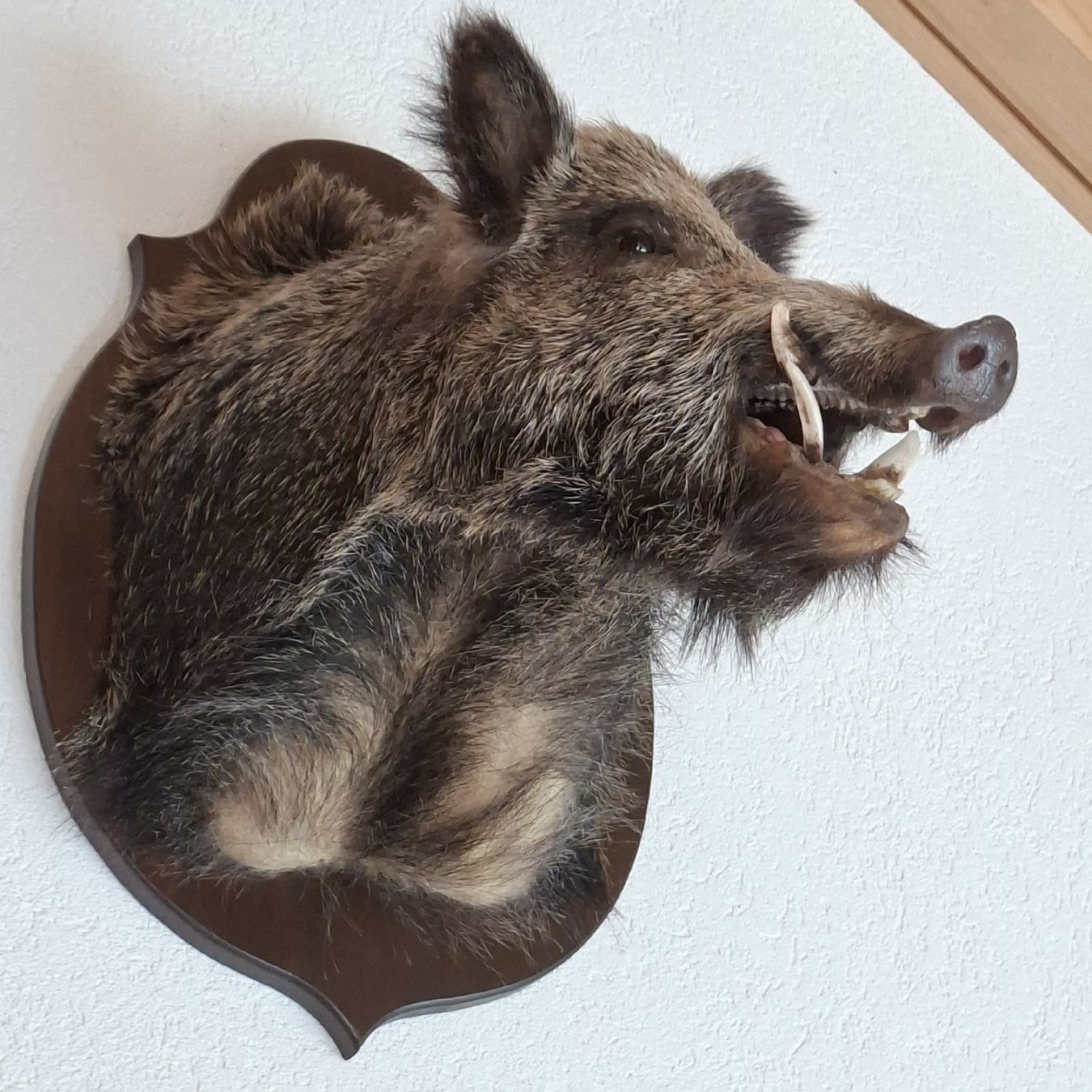 Il mondo degli animali: Widsau Keiler Präparat  – Nuovo (secondo la descrizione) da Hüswil venduto da Tanzfuedle 2