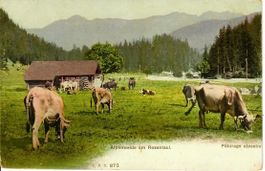 Alpenweide am Rosenlaui
