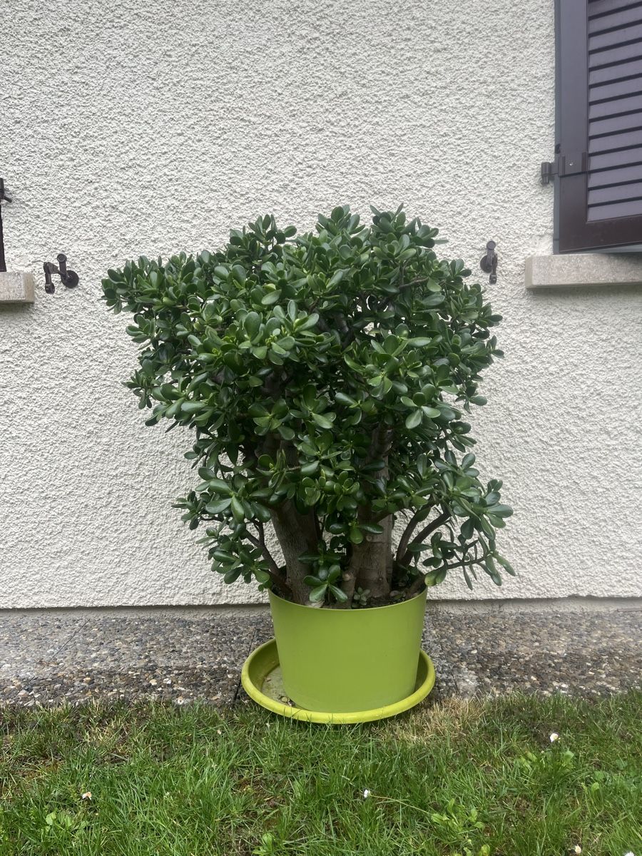 Piante & sementi: Plante Crassula Ovata – Nuovo (secondo la descrizione) da La Croix-de-Rozon venduto da tuf_f6td 6