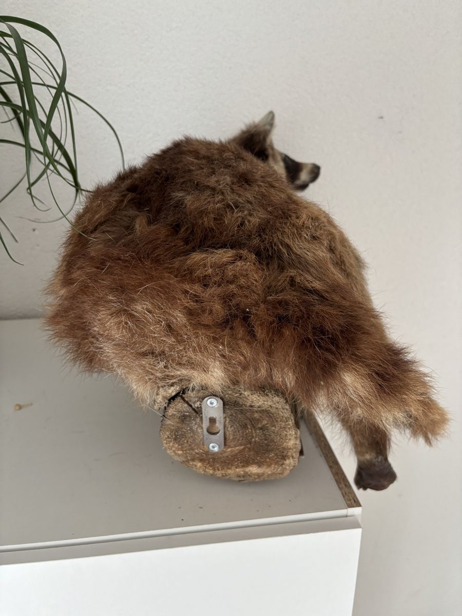 Il mondo degli animali: Waschbär auf Holzstamm – Usato da St. Gallen venduto da mai_v8k5 2