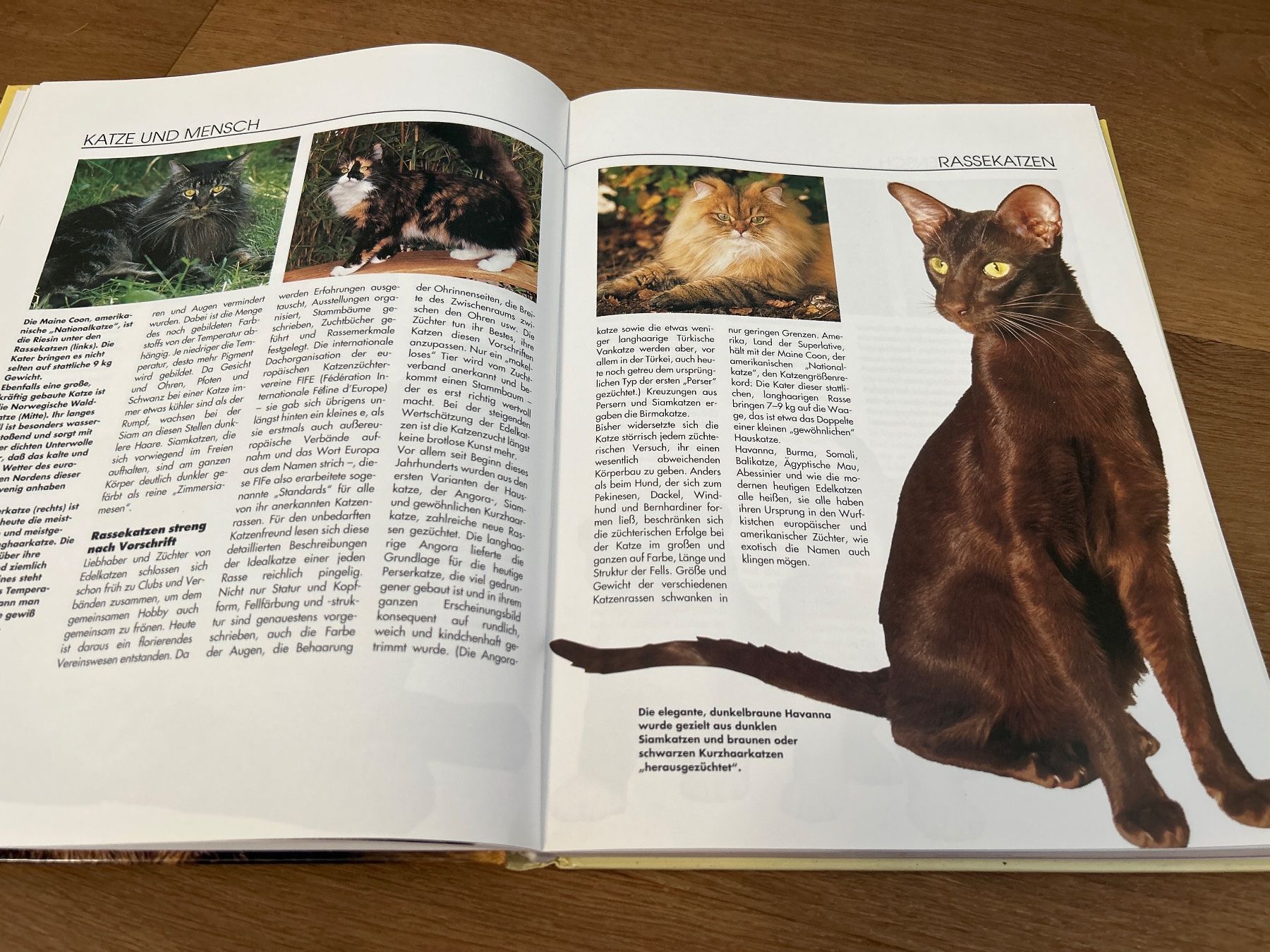 Libri: Katzen richtig verstehen Ratgeber – Usato da Regensdorf venduto da Spyke55 1