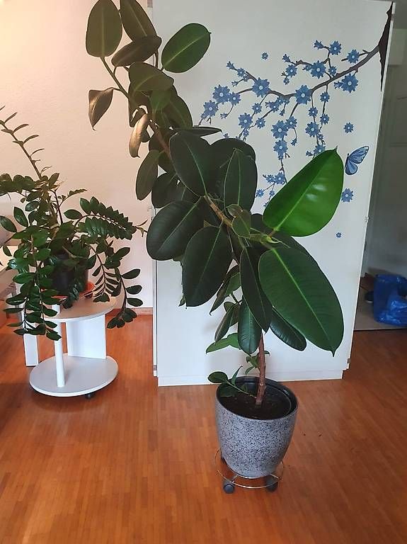 Pflanzen & Samen: Gummibaum (Ficus elastica 160 cm – Gebraucht aus Schliern b.Köniz von Nalsa 3