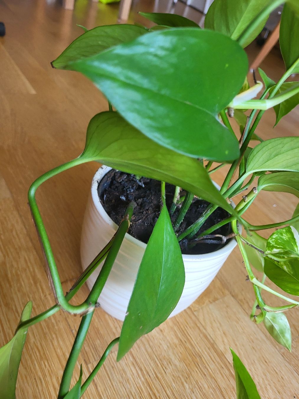 Pflanzen & Samen: Epipremnum Aureum + schöne keramik übertopf – Neu (gemäss Beschreibung) aus Zürich von sahaara01 5