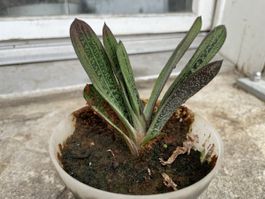 Sanseveria sp. "Nashorn" ca 8cm geoss