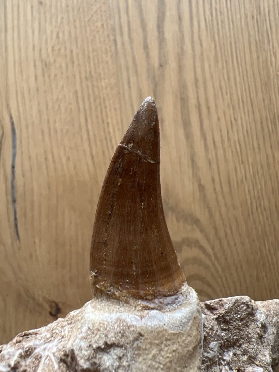 Fossili: Mosasauruszahn mit Kieferfragment – Usato da Ebikon venduto da Angelheart1000 7