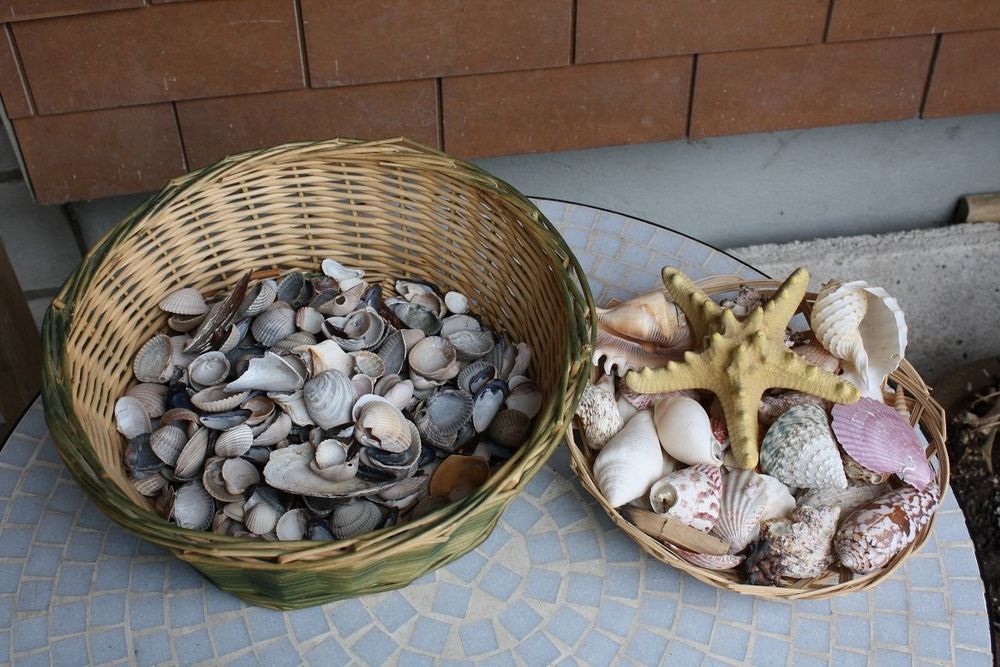 120 Muscheln Zum Basteln Mit Loch - 6 Styles Für Schmuck & Deko 9-27,5mm