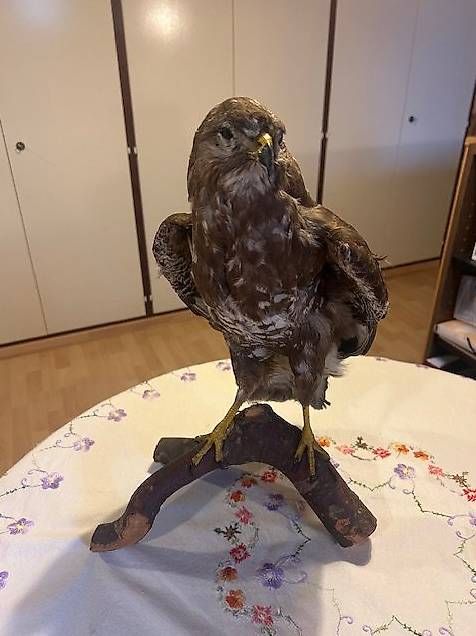 Welt der Tiere: Buse variable – Gebraucht aus Chézard-St-Martin von Famille.Richard 1