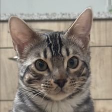 Profile image of Domenicob1