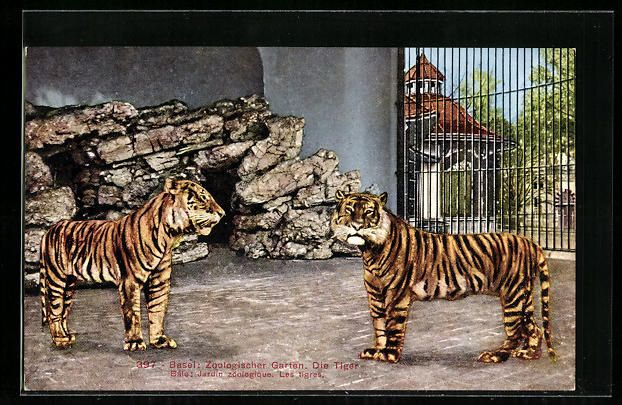 Cartoline postali: AK Basel, Zoologischer Garten, Tiger – Usato da Berlin venduto da bartko-reher