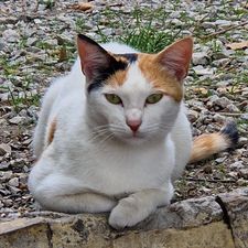 Profile image of Musti20