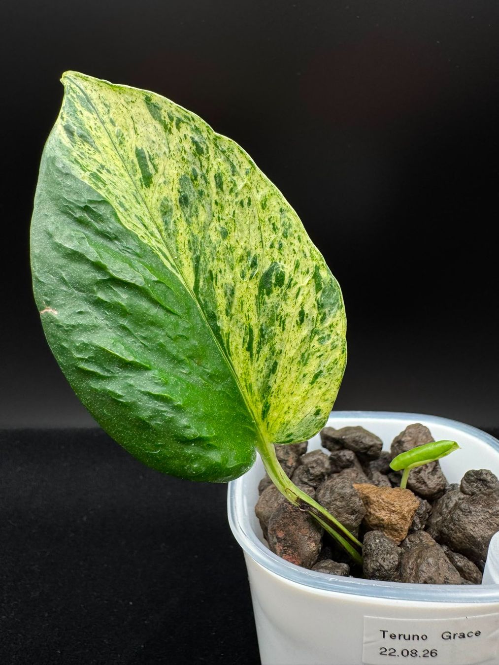 Piante & sementi: Epipremnum aureum 'Teruno Grace' in Semihydro – Nuovo (secondo la descrizione) da Bühler venduto da googelibear 6