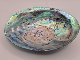 Paua Muschel (Abalone) – intensives Perlmutt (2)