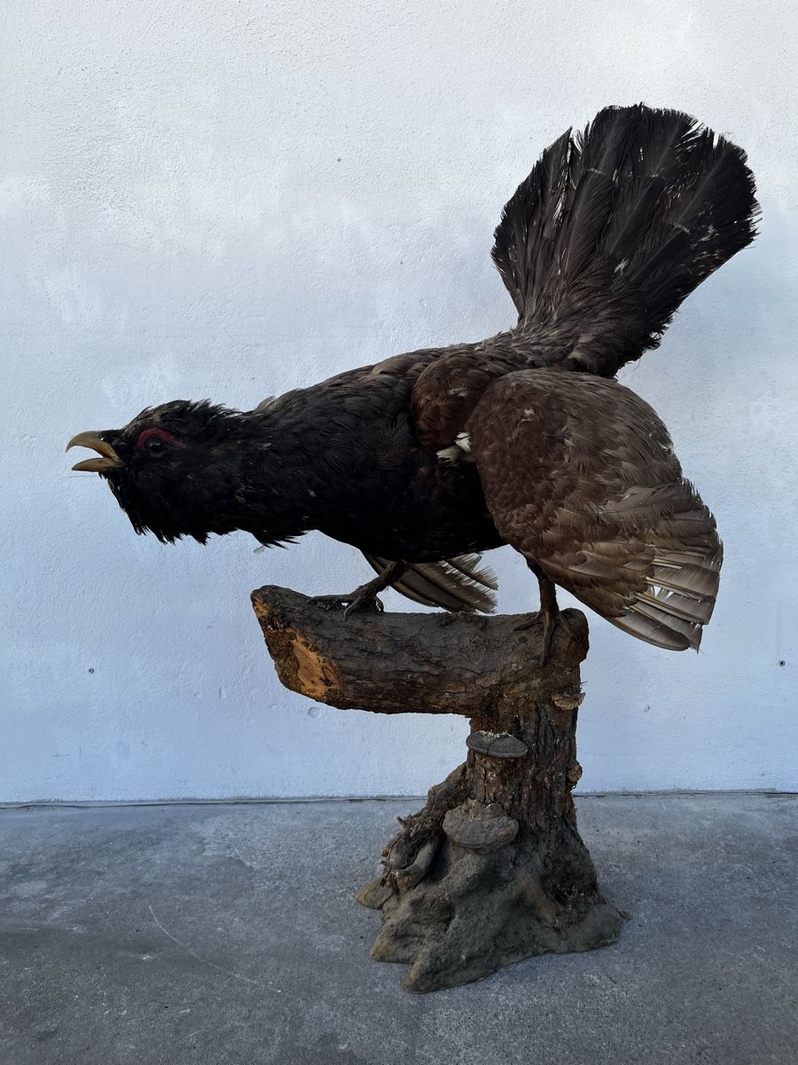 Il mondo degli animali: Ausgestopfter Auerhahn Vogel Präparat – Usato da Bern venduto da fotolog111