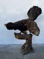 Ausgestopfter Auerhahn Vogel Präparat