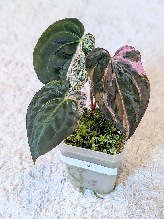 Piante & sementi: Anthurium 'Hot Barbie' Pink Variegata – Nuovo (secondo la descrizione) da Faulensee venduto da plantmama