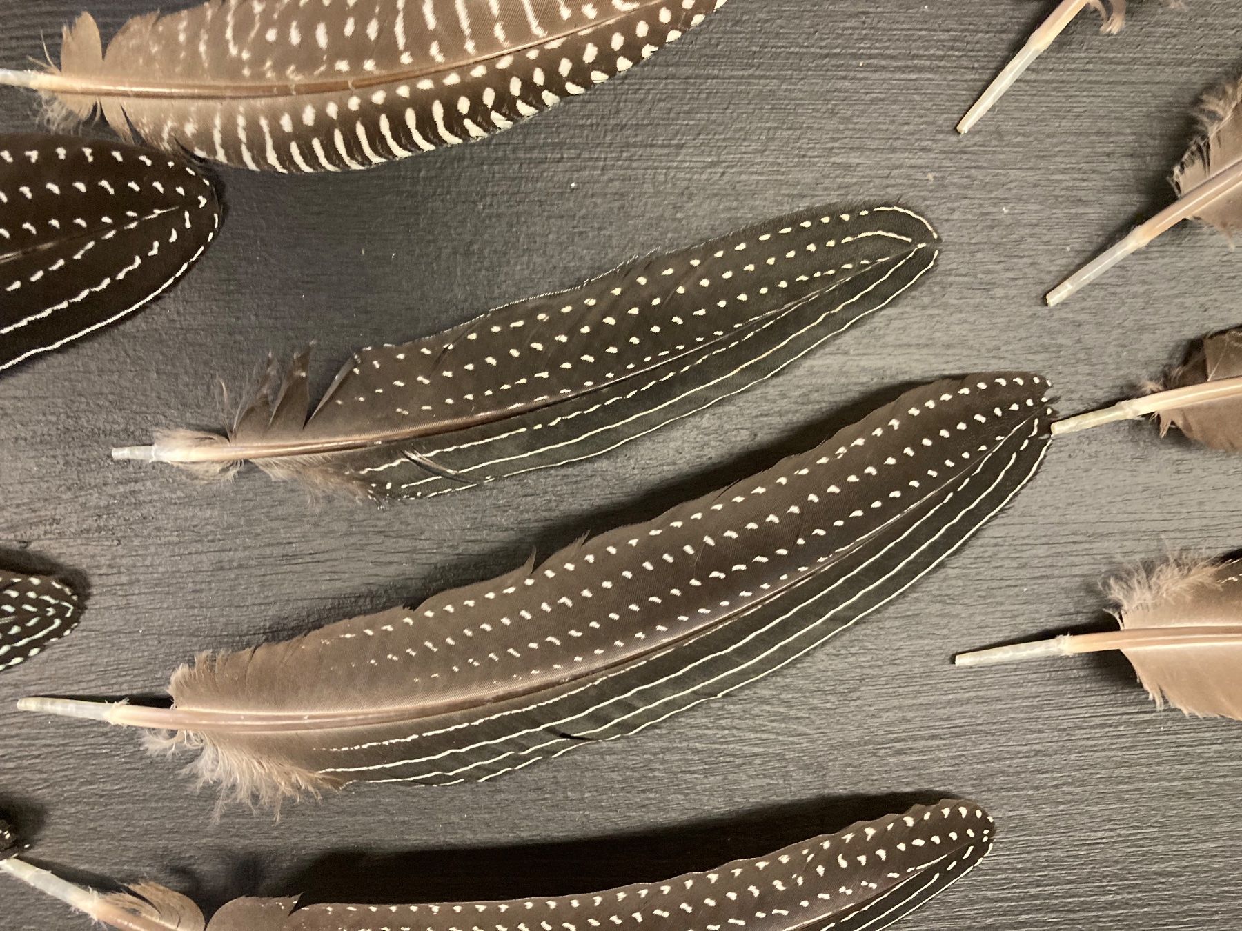 Il mondo degli animali: Geier-Perlhuhn Federn – Difettoso da Grosswangen venduto da arum01 4