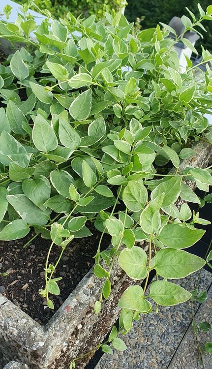 Plantes & graines: Pflanze Bodendecker Variengata immer grün Garten – Neuf (Voir description) à Stansstad par InStyle8 4