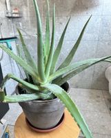 Aloe vera