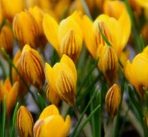 7 Zwiebeln von Gartenblume gelb:  CROCUS DOROTHY + Infos